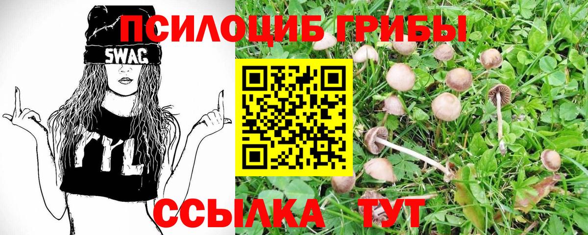 как найти   Псилоцибиновые грибы прущие грибы  Вход с VPN  Минусинск 
